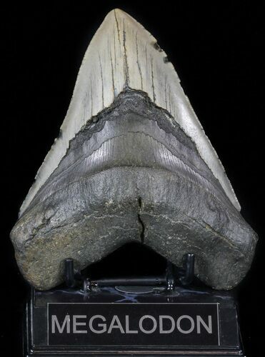 Large, Megalodon Tooth - North Carolina #59017